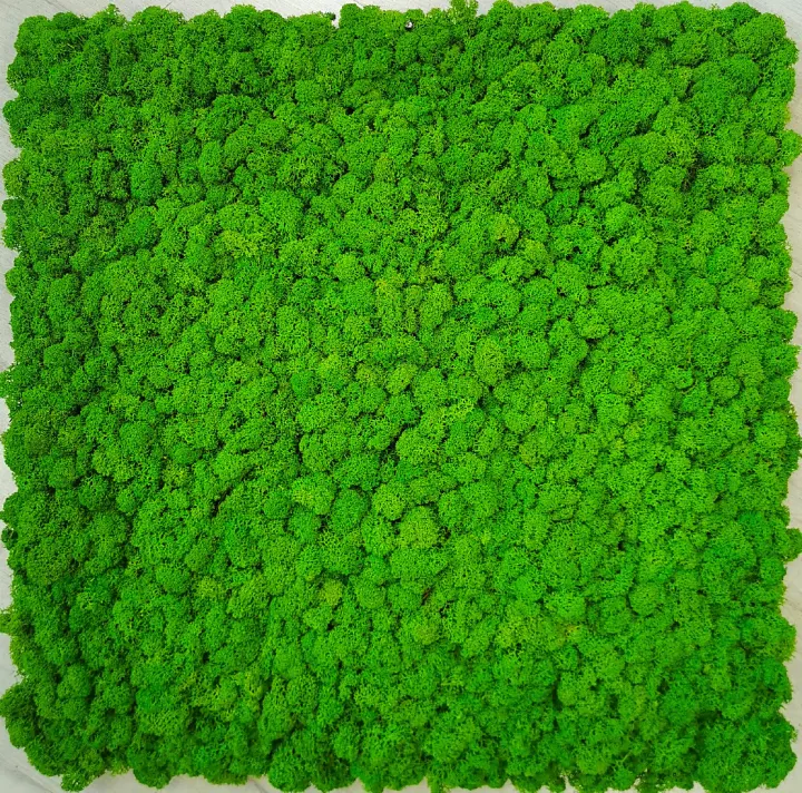 Panel ze sobího mechu v zelené barvě May Green