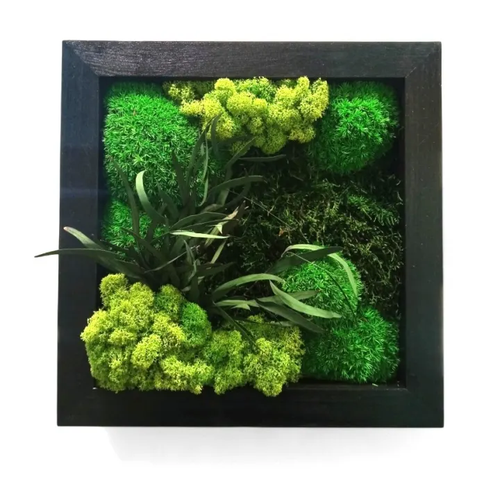 Čtvercový mechový obraz 30×30 cm v černém satinovém rámu s mixem mechů a zelenou rostlinou