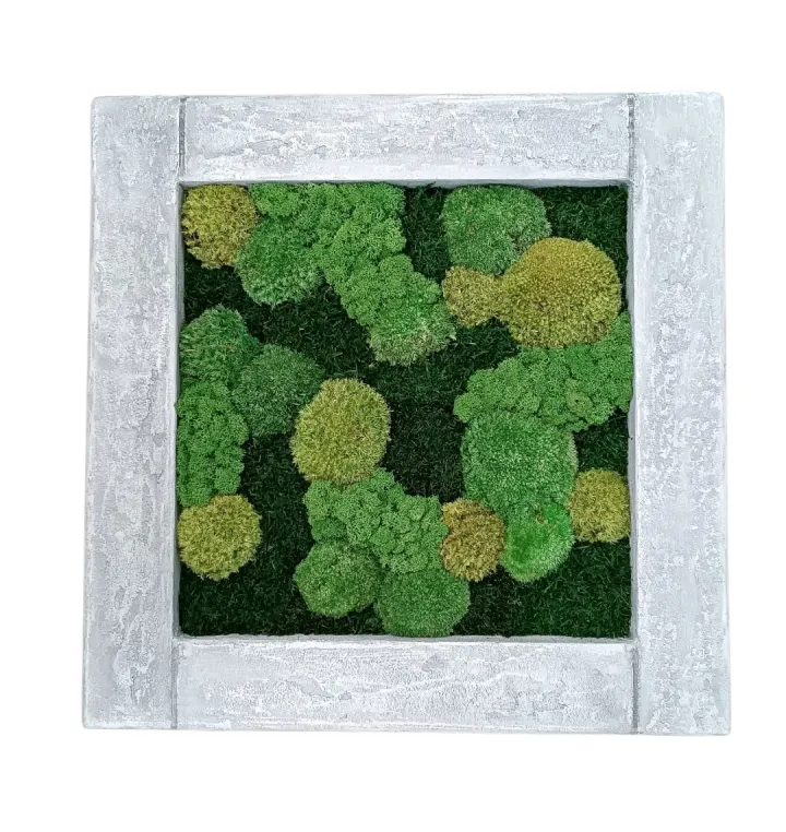 Mechový obraz 56×56 cm ve světle šedém betonovém rámu s mixem zelených mechů